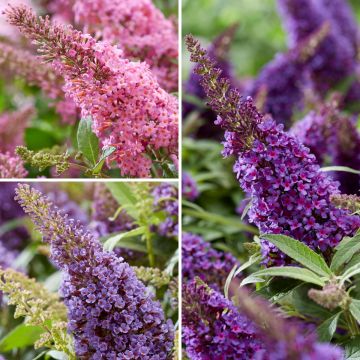 Syyssyrikkä Butterfly Candy Little Purple Little Pink Little Lila