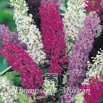 Syyssyrikkä (siemenet) - Buddleja davidii