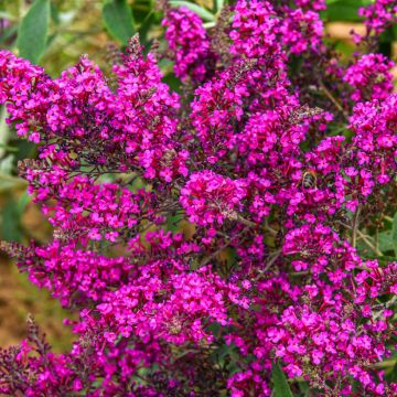 Syyssyrikkä 1808mag' Octopus Magenta