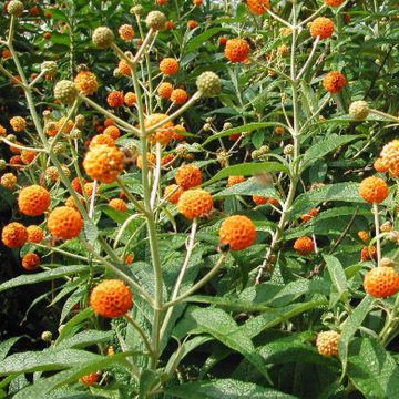 Syrikkä - Buddleja globosa