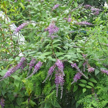 Syrikkä - Buddleja lindleyana