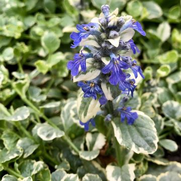 Rönsyakankaali Variegata