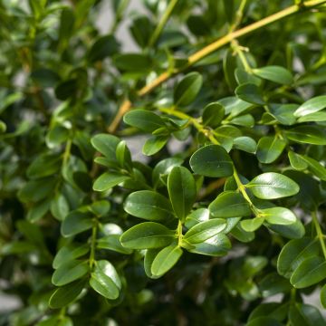 Isopuksipuu Betterbuxus Heritage