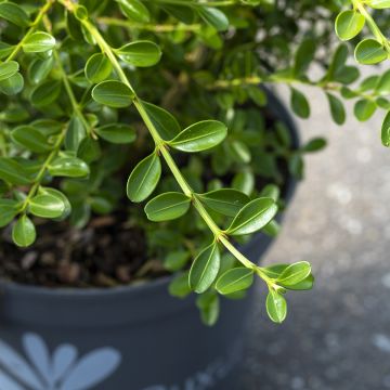 Isopuksipuu Betterbuxus Renaissance