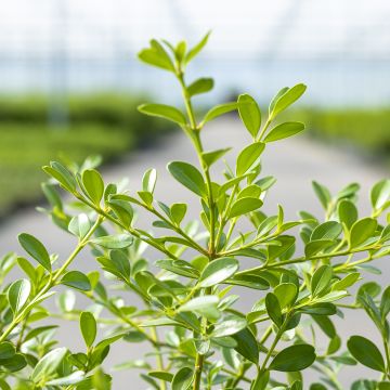 Isopuksipuu Betterbuxus Skylight
