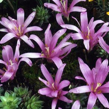 Virvalilja - Bulbocodium vernum