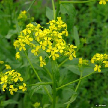 Idänukonpalko - Bunias orientalis