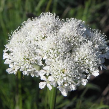 Maakastanja - Bunium bulbocastanum