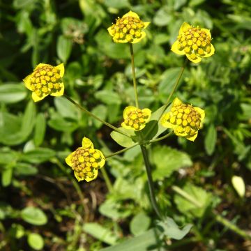 Jänönputke - Bupleurum ranunculoïdes