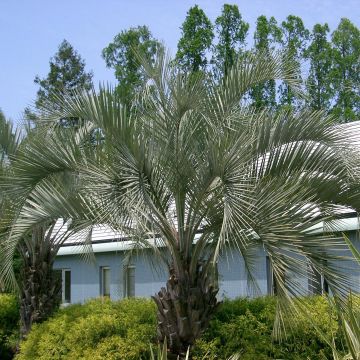 Sinibutiapalmu - Butia capitata