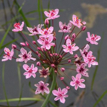 Sarjarimpi - Butomus umbellatus