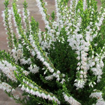 Kanerva Spring Cream