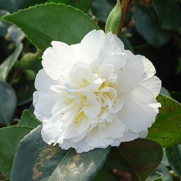 Kamelia Waterfall White
