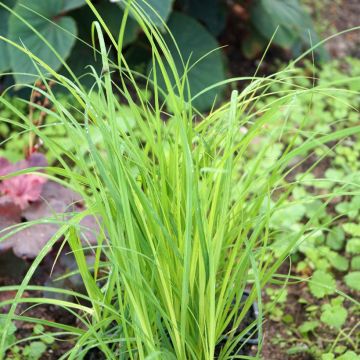 Viiltosara - Carex acuta