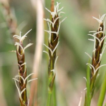 Sara - Carex davalliana
