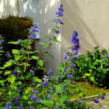 Jalorautaoksa Kew Blue