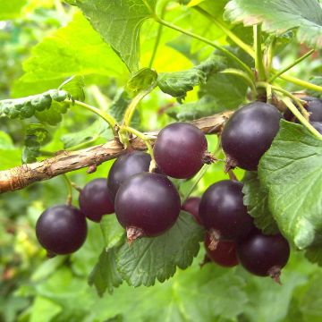 Herukka ConfiBerry Jofruti