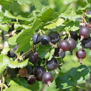 Herukka ConfiBerry Jogusto