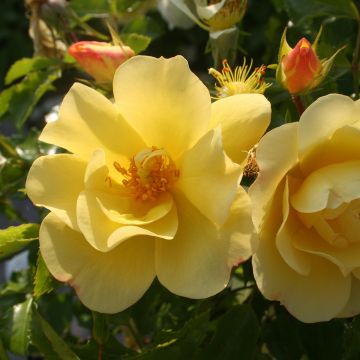 Runkoruusu Decorosier Celina Noason