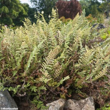 Kietosaniainen - Cheilanthes lanosa