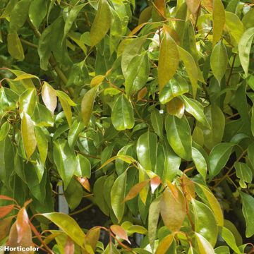 Kamferipuu - Cinnamomum camphora