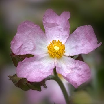Kistus Grayswood Pink