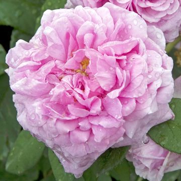 Vanha ruusu Comte de Chambord