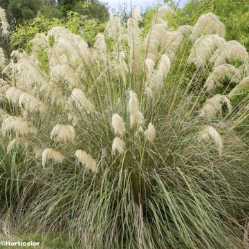Pampaheinä - Cortaderia richardiii