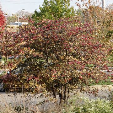 Loisto-orapihlaja - Crataegus crus-galli