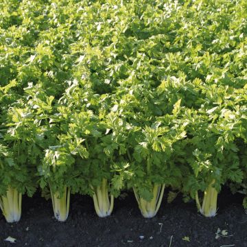 Ruotiselleri Golden Spartan - Apium graveolens