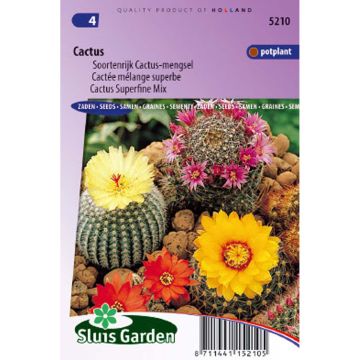 Cactus subsp. (siemenet)