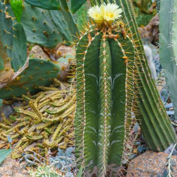 Tähtipiispanhattu - Astrophytum ornatum