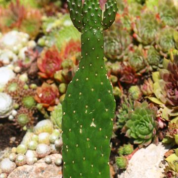 Consolea rubescens