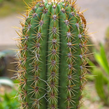Pallokaktus - Echinopsis atacamensis subsp. pasacana