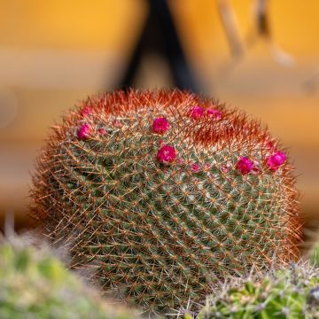 Syyläkaktus - Mammillaria ernestii var. rubrispina