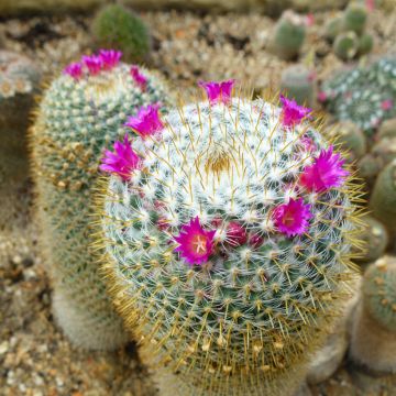 Syyläkaktus - Mammillaria hahniana