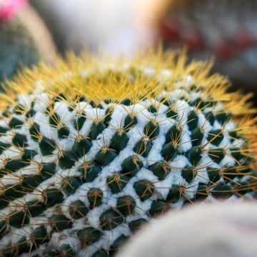 Syyläkaktus - Mammillaria marksiana