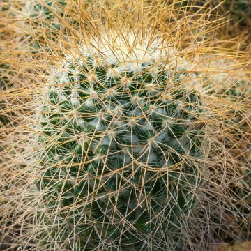 Syyläkaktus - Mammillaria rhodantha subsp. pringlei