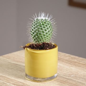 Syyläkaktus Un Pico