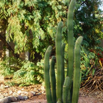 Stenocereus griseus