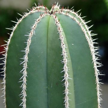 Stenocereus marginatus