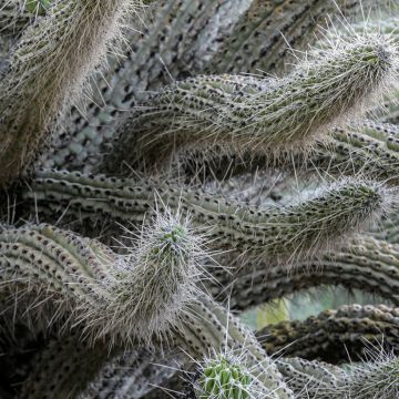 Stetsonia coryne