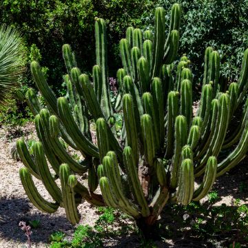 Kynttiläkaktus - Trichocereus pachanoi