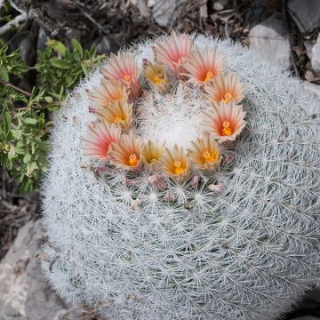 Syyläkaktus - Mammillaria candida