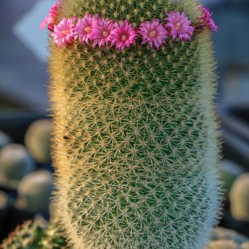 Syyläkaktus - Mammillaria pilcayensis