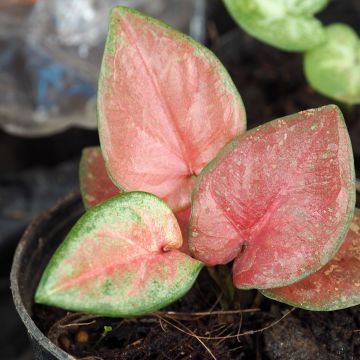 Kirjolehti Maculatum