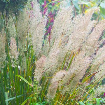 Timanttikastikka - Calamagrostis brachytricha