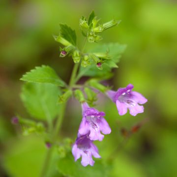 Tarhakäenminttu - Calamintha grandiflora