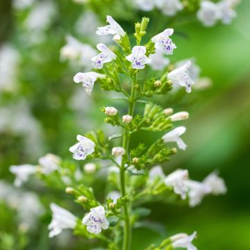 Kivikkokäenminttu - Calamintha nepeta