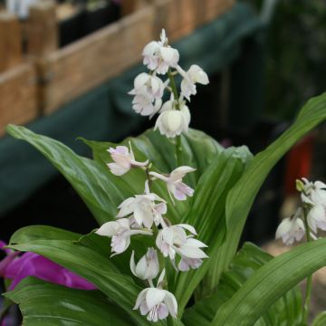 Heidinkämmekä - Calanthe aristulifera
